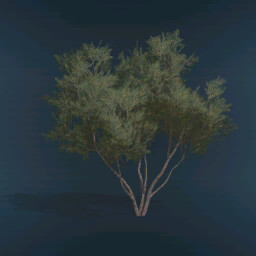 Olive Tree